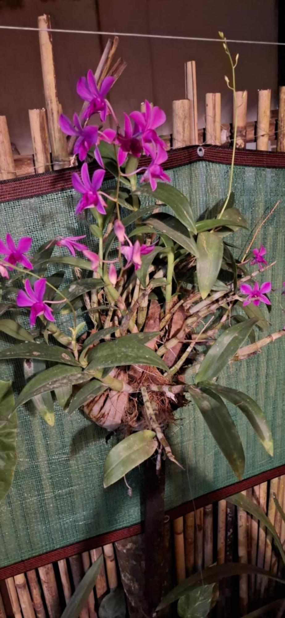 Femya Native House Apartment เอลนิโด ภายนอก รูปภาพ